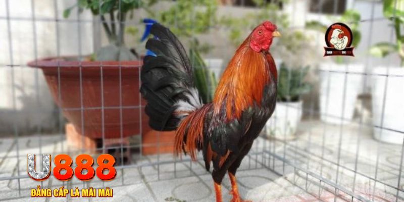 hot 51 liv game máy bay nổ hũ