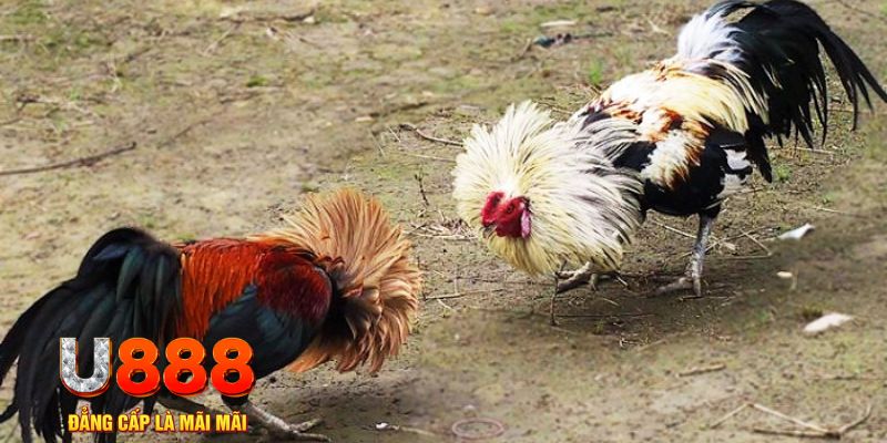 hot 51 liv game nổ hũ là gì